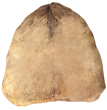 GOAT SKIN