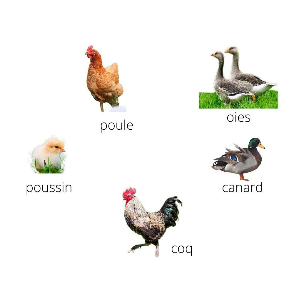 SET OF 5 BIRD CALLS - THE FARM